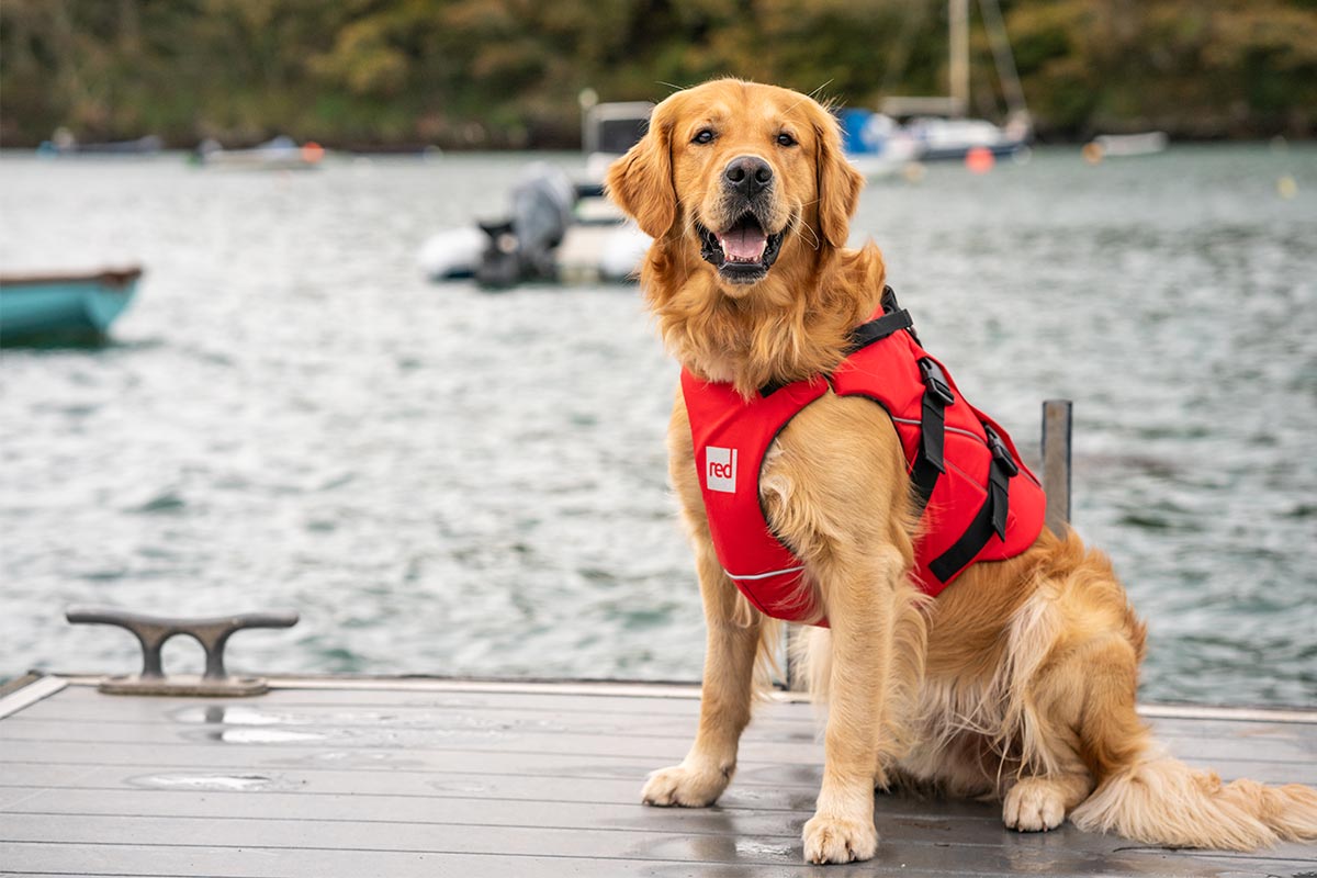 Red Original Dog Buoyancy Aid Available In 3 New Colours!