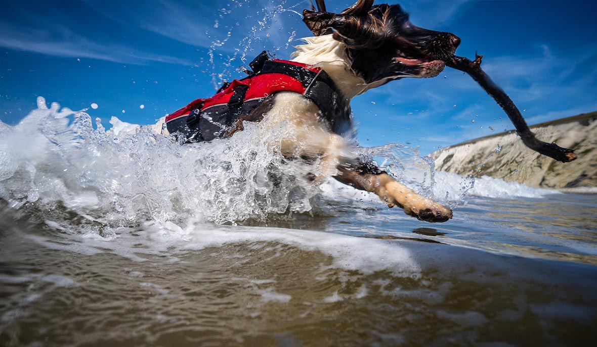 Essential Water Safety Tips For Dogs & Dog Owners