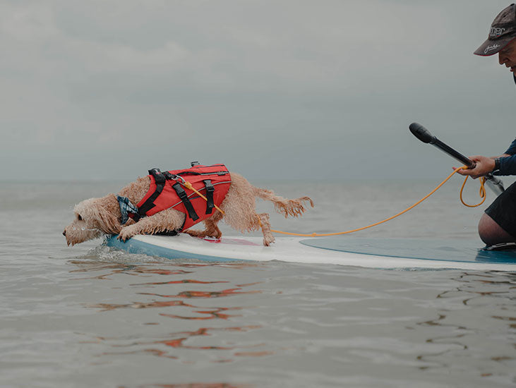 dog on a paddle board