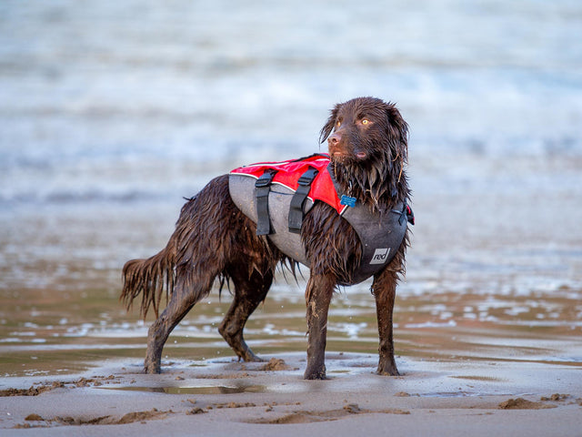 A wet dog standing on the shore wearing a dog buoyancy aid