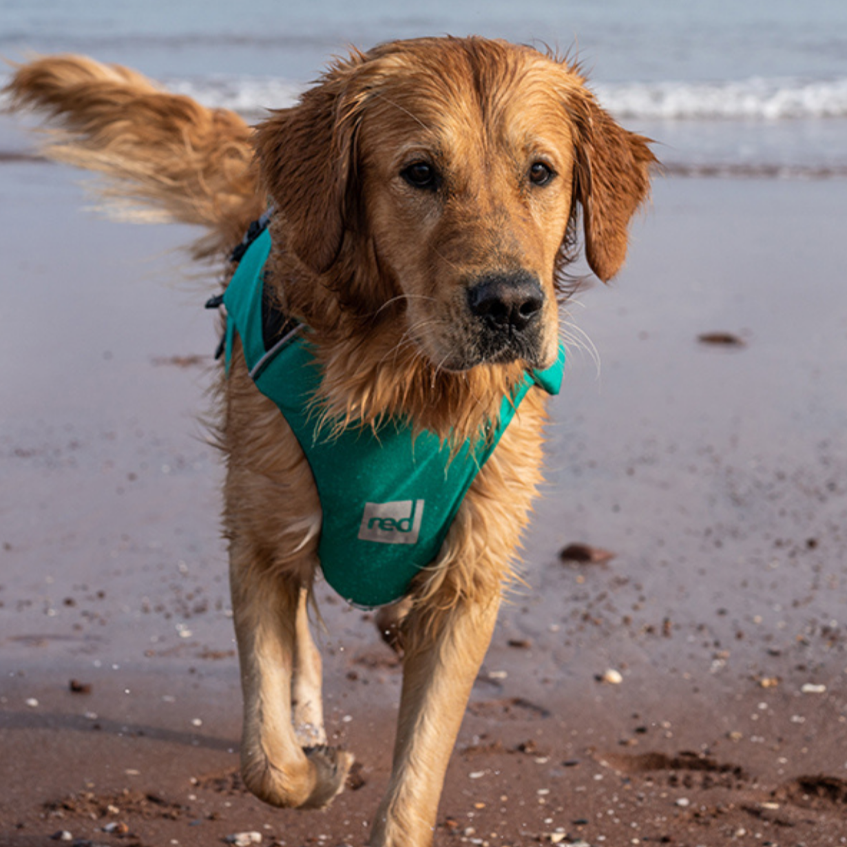 Dog Buoyancy Aid - Green