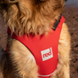 Dog Buoyancy Aid - Red